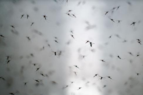 Wolbachia: A natural solution to fighting dengue in Bali Wolbachia: A natural solution to fighting dengue in Bali