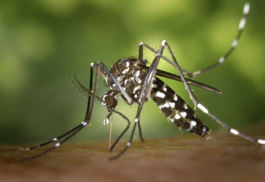Chikungunya