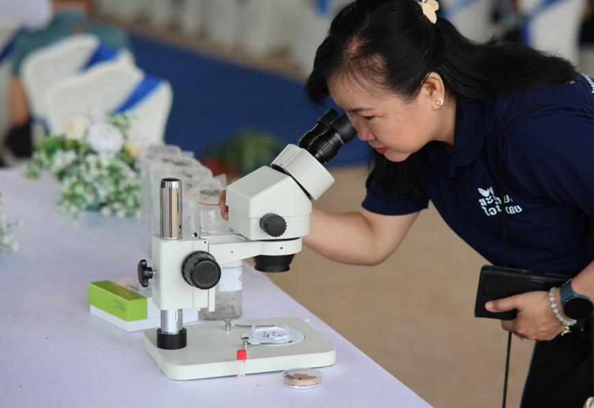 A World Mosquito Program volunteer looking through a microscope at Wolbachia mosquitoes 
